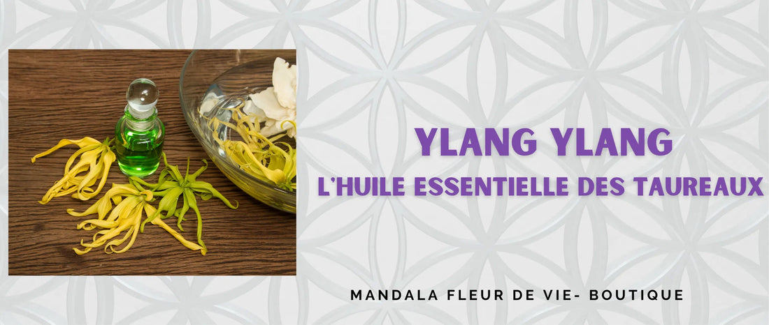 Ylang Ylang : l'huile essentielle des taureaux - Mandala Fleur de vie